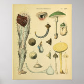 下肢神経解剖学ヴィンテージ医療美術プリント ポスター (正面)