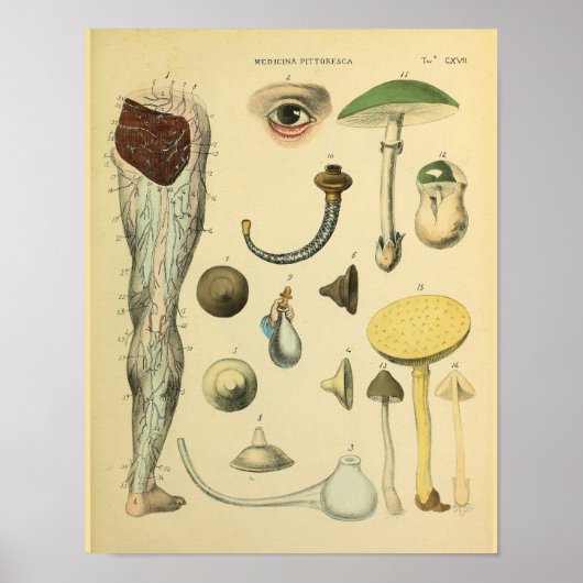 下肢神経解剖学ヴィンテージ医療美術プリント ポスター (正面)