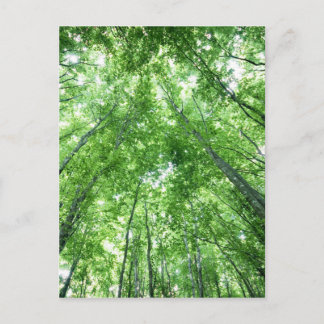 下面図からの森林の木 ポストカード
