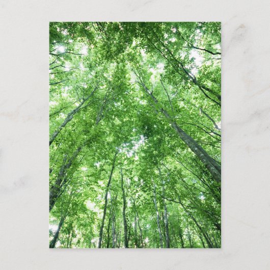 下面図からの森林の木 ポストカード (正面)