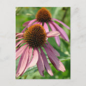 不完全 ポストカード (正面)