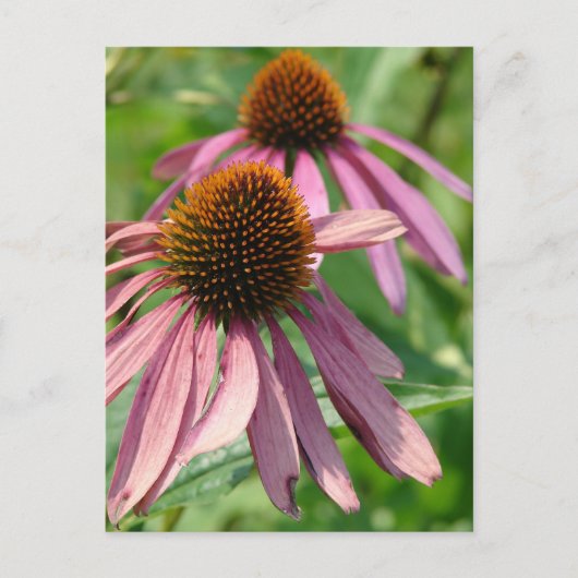 不完全 ポストカード (正面)