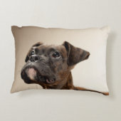 不思議そうに調べているBrindleボクサーの子犬 アクセントクッション (裏面)