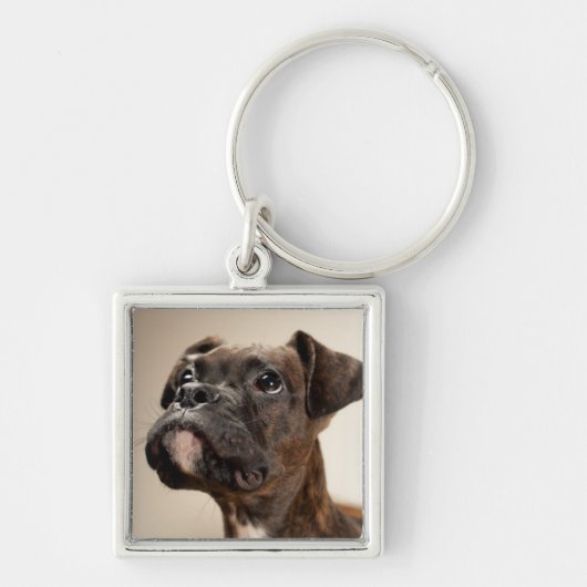 不思議そうに調べているBrindleボクサーの子犬 キーホルダー (正面)