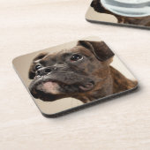 不思議そうに調べているBrindleボクサーの子犬 コースター (左側)