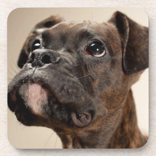 不思議そうに調べているBrindleボクサーの子犬 コースター (正面)