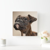 不思議そうに調べているBrindleボクサーの子犬 スクエア壁時計 (ホーム)