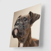 不思議そうに調べているBrindleボクサーの子犬 スクエア壁時計 (傾斜)