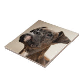 不思議そうに調べているBrindleボクサーの子犬 タイル (側面)