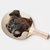 不思議そうに調べているBrindleボクサーの子犬 卓球ラケット (横)