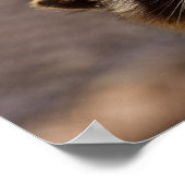 不思議なアライグマ ポスター (角)