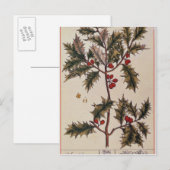 「不思議なハーブル」のホリー， 1782 ポストカード (正面/裏面)