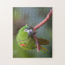 不思議なハーンズミニマコー ジグソーパズル