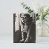 不思議なペットのハロウィーンのはがき ポストカード (スタンド正面)