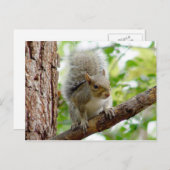 不思議なリス動物のはがき ポストカード (正面/裏面)