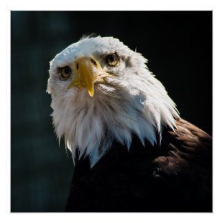 不思議なワシ ポスター