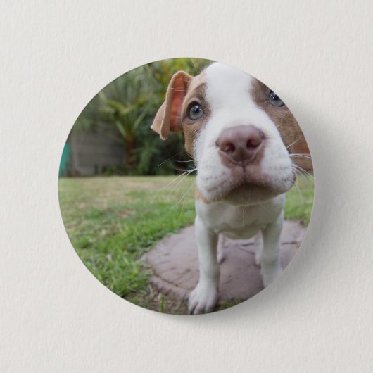 不思議な子犬 缶バッジ (正面)