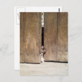 不思議な子猫 ポストカード (正面/裏面)