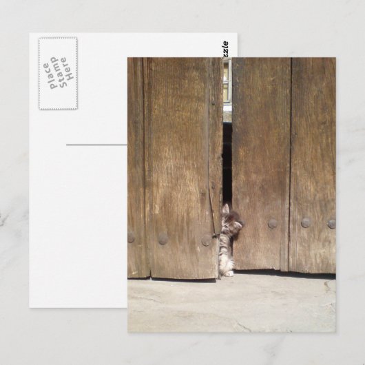 不思議な子猫 ポストカード (正面/裏面)