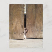 不思議な子猫 ポストカード (正面)