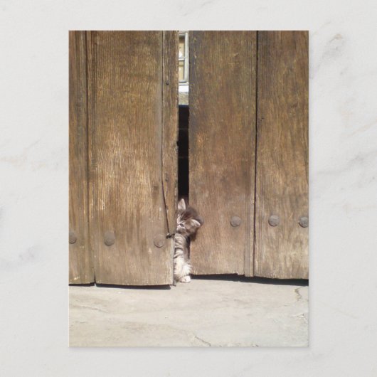 不思議な子猫 ポストカード (正面)