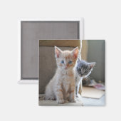 不思議な子猫 マグネット (正面/裏面)
