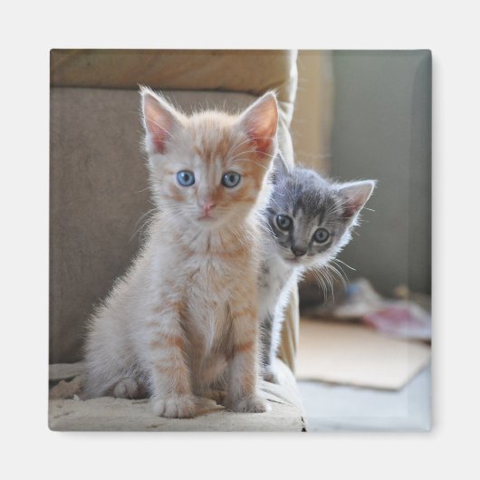 不思議な子猫 マグネット (正面)