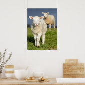 不思議な子羊 ポスター (キッチン)
