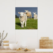 不思議な子羊 ポスター (キッチン)