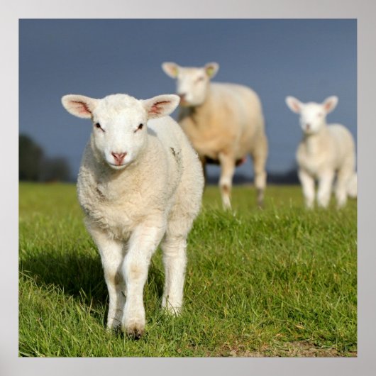 不思議な子羊 ポスター (正面)