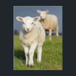 不思議な子羊 ポストカード<br><div class="desc">子羊の沈黙</div>