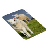 不思議な子羊 マグネット (右側)