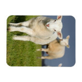 不思議な子羊 マグネット (横)