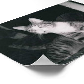 不思議な猫 ポスター (角)