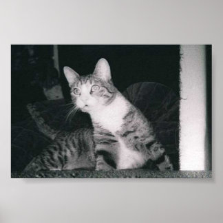 不思議な猫 ポスター