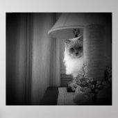 不思議な猫 ポスター (正面)