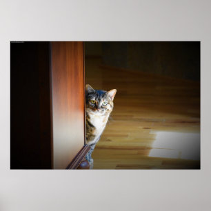 不思議な猫 ポスター