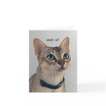 不思議な空白の猫