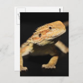 不思議な髭の竜 ポストカード (正面/裏面)