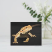 不思議な髭の竜 ポストカード (スタンド正面)