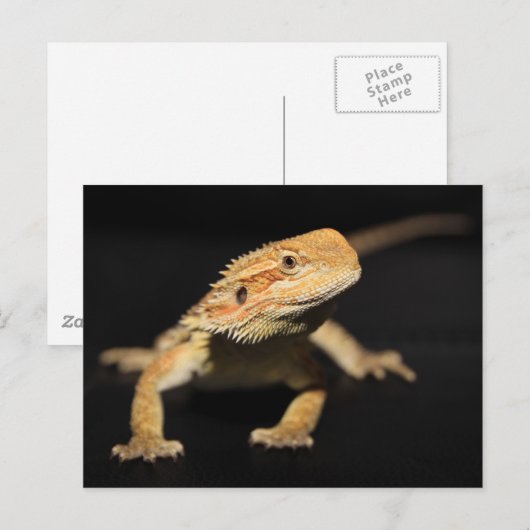 不思議な髭の竜 ポストカード (正面/裏面)