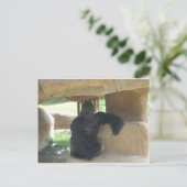 不機嫌なゴリラ ポストカード (スタンド正面)