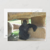 不機嫌なゴリラ ポストカード (正面/裏面)