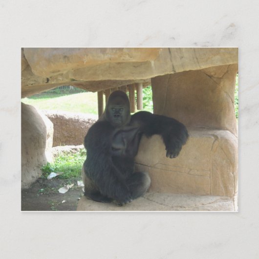 不機嫌なゴリラ ポストカード (正面)