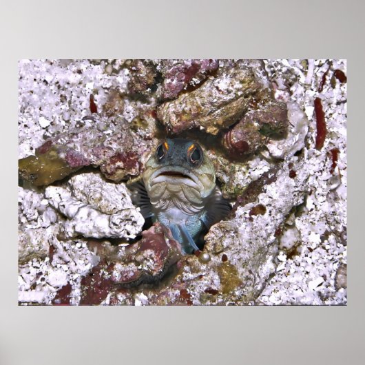 不機嫌なジャウフィッシュ ポスター (正面)