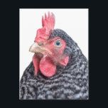 不機嫌なチキンおもしろいがニワトリを眉に付けて写真 ポストカード<br><div class="desc">この黒と白の羽毛の女性は幸せではない。彼女のくちばしを眉に変えて、この怒り、悲しみ、または不機嫌を置く写真を示す。あなたカスタマイズの不機嫌なジョークをおもしろい持つアイテム</div>