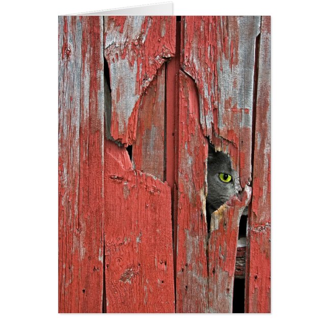 不機嫌なトム (正面)