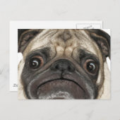 不機嫌なパギーギフト ポストカード (正面/裏面)