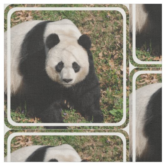 不機嫌なパンダくま ファブリック (クローズアップ)