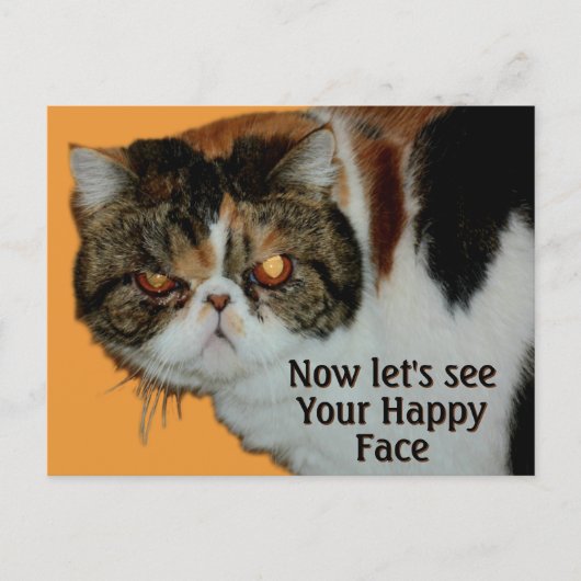 不機嫌なペルシャ猫 エキゾチックショートヘア ポストカード (正面)